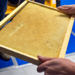 Miellerie_Tavillons-2026-006