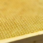 Miellerie_Tavillons-2026-007